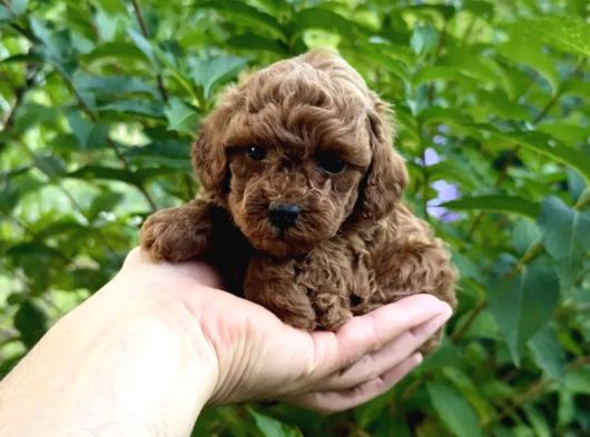 Adrese Teslim Imkanıyla Red Brown Poodle Yavrular görsel