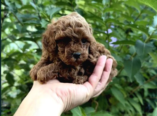 Adrese Teslim Imkanıyla Red Brown Poodle Yavrular görsel