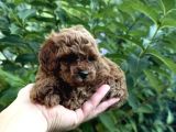 Adrese Teslim Imkanıyla Red Brown Poodle Yavrular