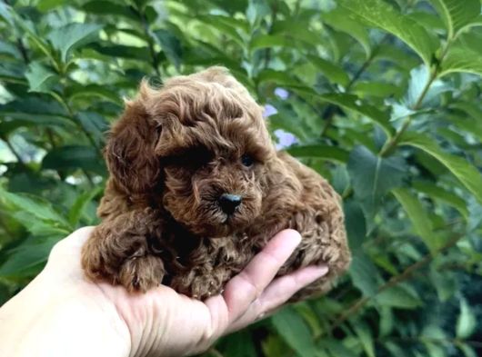 Adrese Teslim Imkanıyla Red Brown Poodle Yavrular görsel