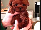Toypoodle Sevimli Yavrular