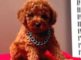 Toypoodle Sevimli Yavrular