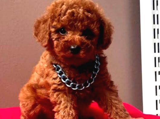 Toypoodle Sevimli Yavrular görsel