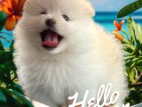 Pomeranian boo sevimli yavr
