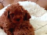 Toy Poodle Yavrularında Son Nokta