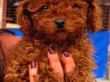 Toy Poodle Yavrularında Son Nokta