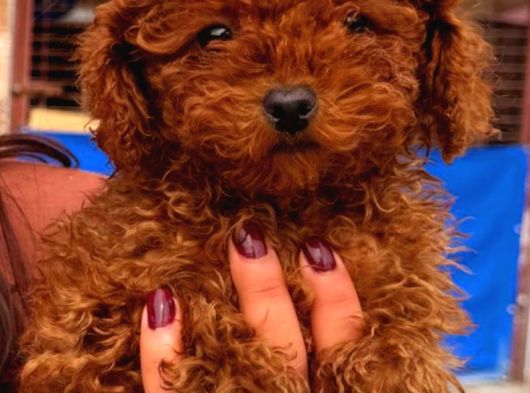 Toy Poodle Yavrularında Son Nokta görsel