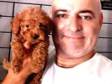 Toy Poodle yavrularında son nokta