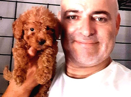 Toy Poodle Yavrularında Son Nokta