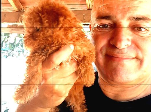 Toy Poodle Yavrularında Son Nokta görsel