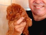 Toy Poodle Yavrularında Son Nokta