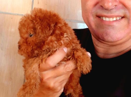Toy Poodle Yavrularında Son Nokta görsel