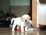Türki̇yeni̇n En Özel Çi̇fli̇ği̇nden Labrador Yavrulari