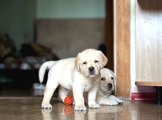 Türki̇yeni̇n En Özel Çi̇fli̇ği̇nden Labrador Yavrulari görsel