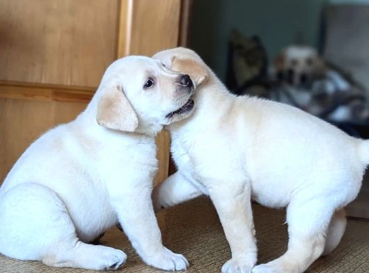 Türki̇yeni̇n En Özel Çi̇fli̇ği̇nden Labrador Yavrulari görsel