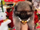 Bir Sepet Dolusu Pomeranian Boo - Minik Ayıcık Suratlı Yavrular