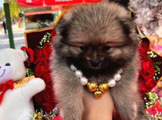Bir Sepet Dolusu Pomeranian Boo - Minik Ayıcık Suratlı Yavrular görsel