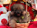 Bir Sepet Dolusu Pomeranian Boo - Minik Ayıcık Suratlı Yavrular