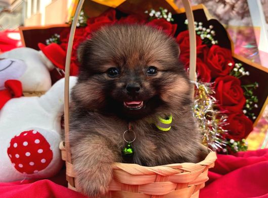 Bir Sepet Dolusu Pomeranian Boo - Minik Ayıcık Suratlı Yavrular görsel