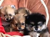 bir sepet dolusu pomeranian boo - minik ayıcık suratlı Yavrular