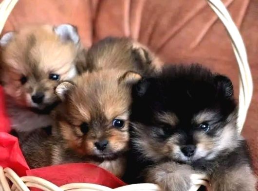 Bir Sepet Dolusu Pomeranian Boo - Minik Ayıcık Suratlı Yavrular