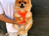 safkan aşılı tuvalet eğitimi olan pomeranian yavrumuz