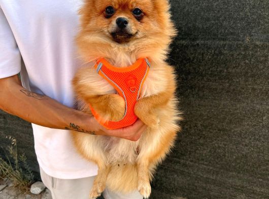 Safkan Aşılı Tuvalet Eğitimi Olan Pomeranian Yavrumuz