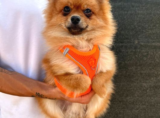 Safkan Aşılı Tuvalet Eğitimi Olan Pomeranian Yavrumuz görsel