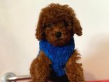 Her Kalitede Her Bütçete Uygun Poodle Mevcuttur