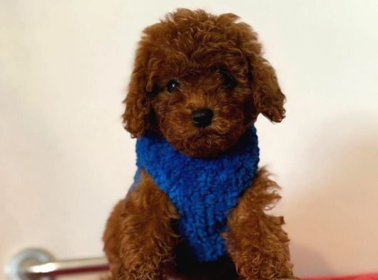Her Kalitede Her Bütçete Uygun Poodle Mevcuttur görsel