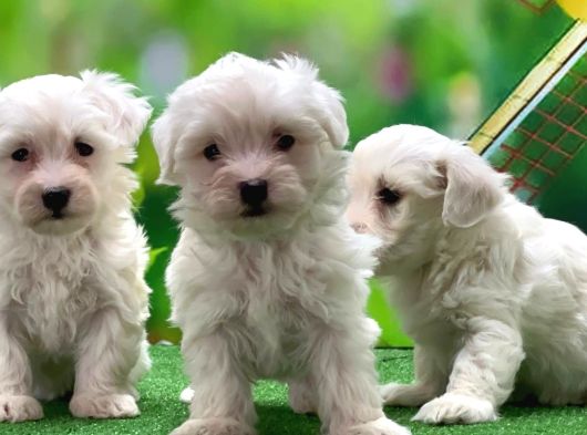 Maltese Terrier Yavrularımız görsel