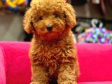 Toy Poodle Irk Ve Sağlik Garanti̇li̇