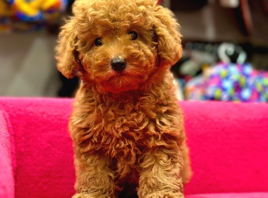 Toy Poodle Irk Ve Sağlik Garanti̇li̇ görsel