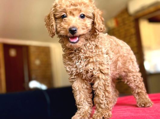 Her Renk Her Boy Poodle Mevcuttur