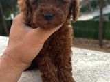 Dark Brown Kore Poodle Yavrularimiz