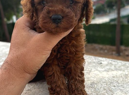 Dark Brown Kore Poodle Yavrularimiz görsel