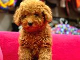 TOY POODLE IRK VE SAĞLIK GARANTİLİ