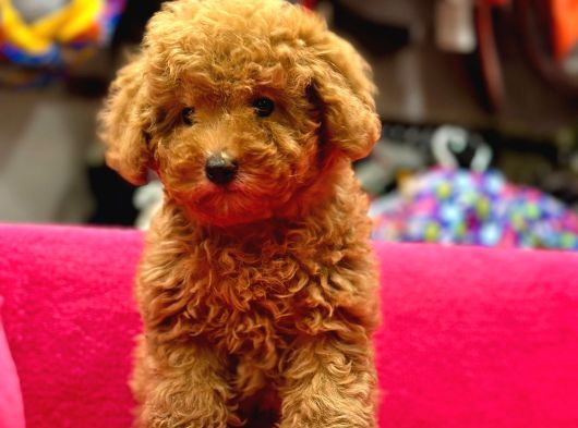 Toy Poodle Irk Ve Sağlik Garanti̇li̇