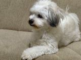 Ücretsi̇z Malti̇poo