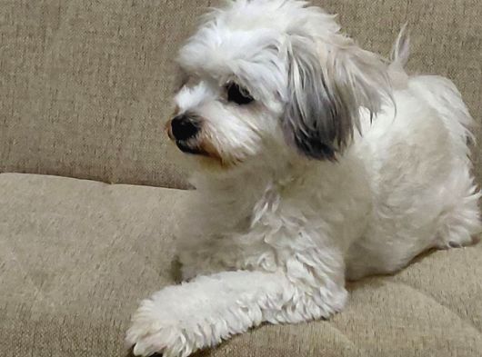 Ücretsi̇z Malti̇poo görsel