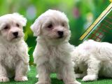Maltese Terrier Yavrularımız