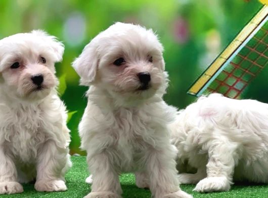 Maltese Terrier Yavrularımız görsel