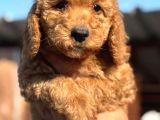 Dev Poodle Yavruları