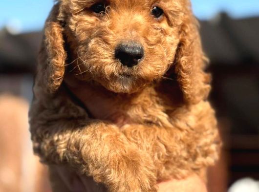 Dev Poodle Yavruları