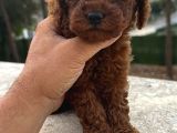 Dark Brown Kore Poodle Yavrularimiz