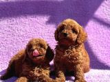 Tatlı toy poodle bebışler