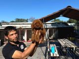 Tatlı Toy Poodle Bebışler