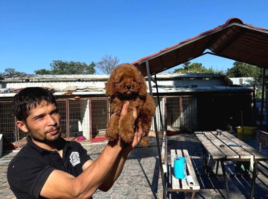 Tatlı Toy Poodle Bebışler görsel
