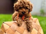 Bebek gibi eğitimli toy poodle bebekler