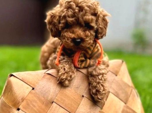 Bebek Gibi Eğitimli Toy Poodle Bebekler